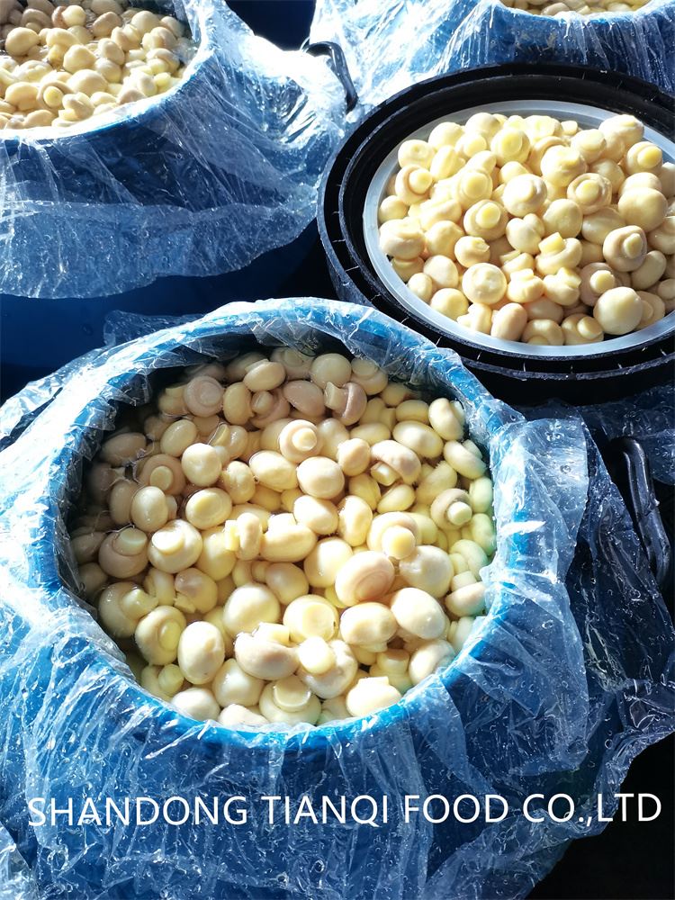 Hot selling white champignon in brine in drums