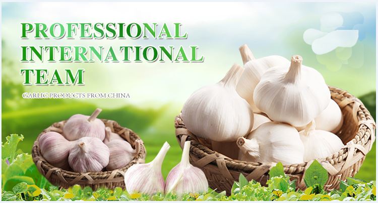 Fresh white garlic in brine in drums Fresh white garlic in brine in drums