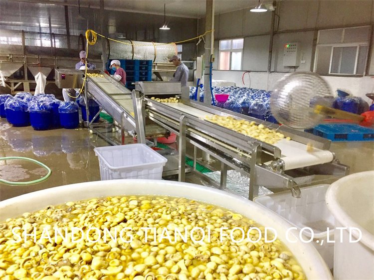 Whole white mushroom in SO2 in drums factory Whole white mushroom in SO2 in drums factory
