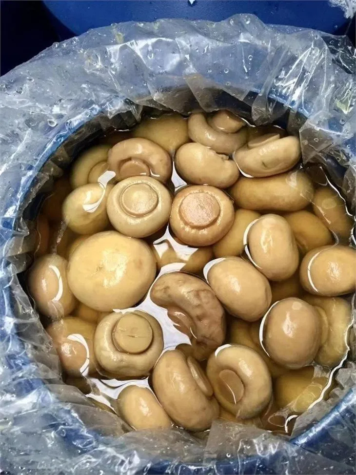 Best white mushroom preserved in salted water in drums
