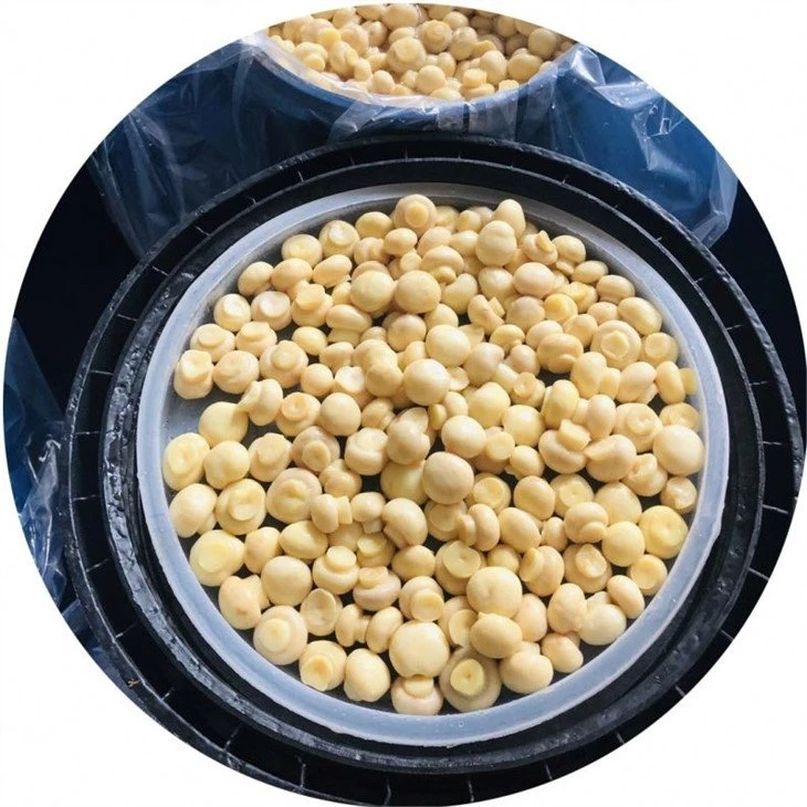 1.5-2.0cm whole champignon mushroom in salted water in drums