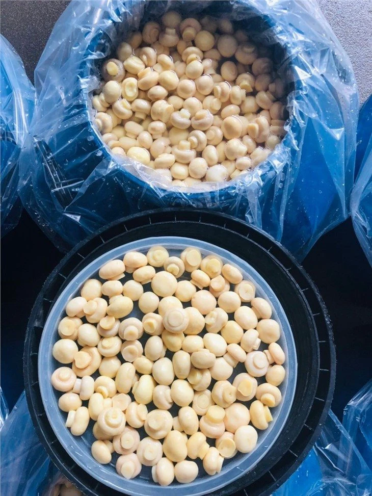 Mushroom in brine in drums