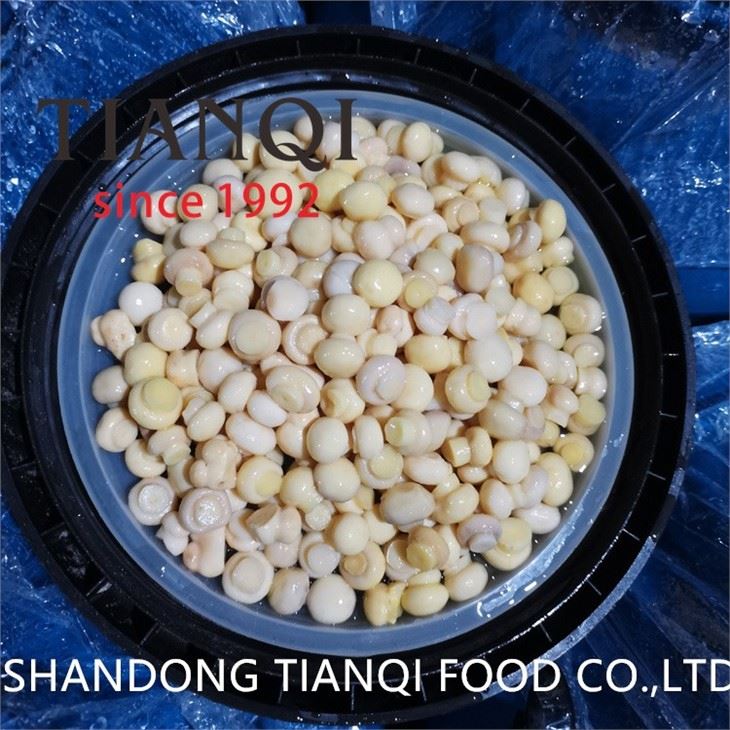 Hongos in brine in drums