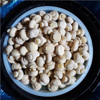 Sieni etikassa rummuissa