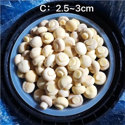 SO2 Kokonainen sieni muovitynnyreissä