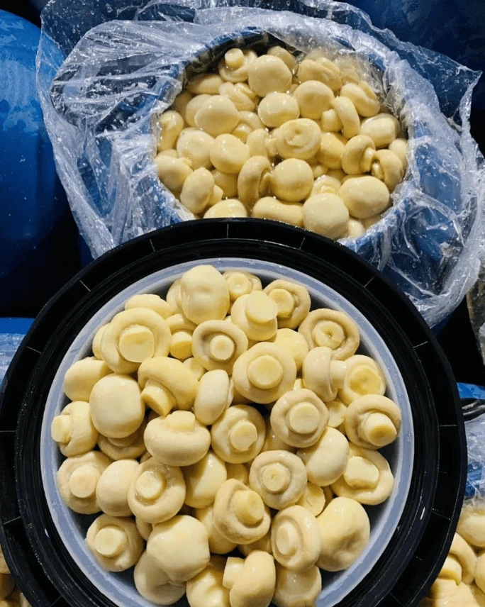 50 kg sieniä tynnyreissä